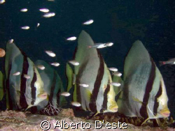 Platax in Lankayan, Borneo by Alberto D'este 
